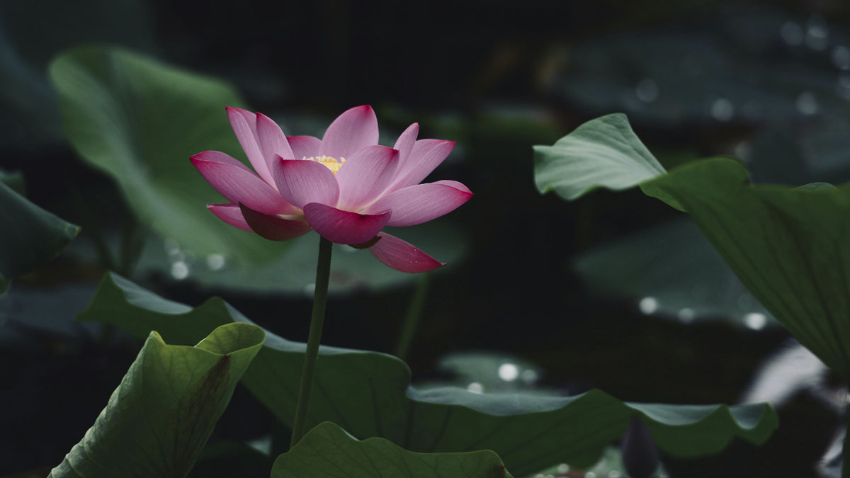 flor de lotus